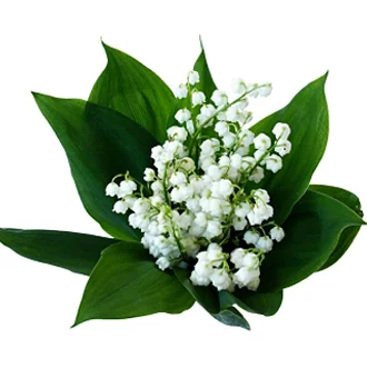 Lily of the Valley