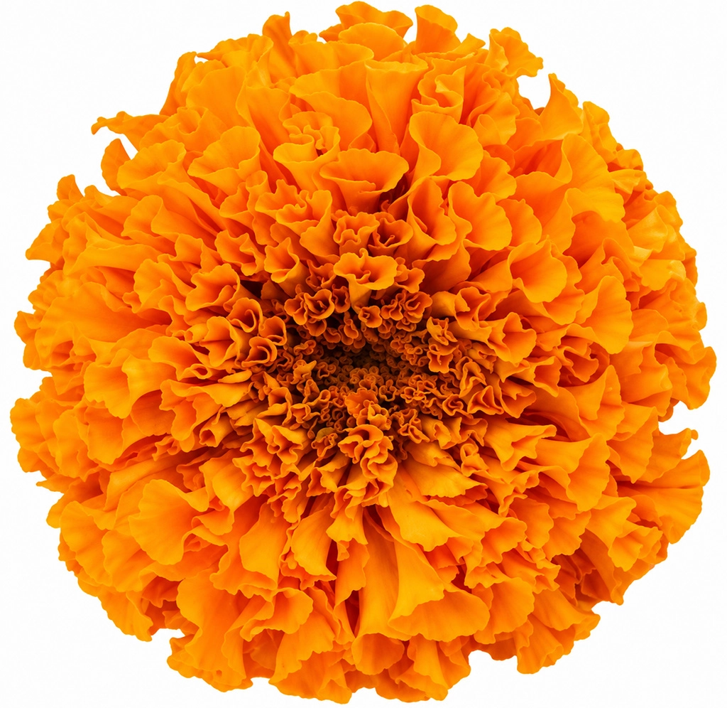 Orange wedding flowers with bright blooms for bouquets, centerpieces and floral designs.