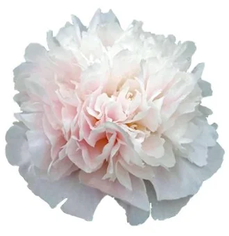 Peonies
