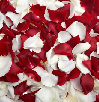 Fresh Red White Rose Petals