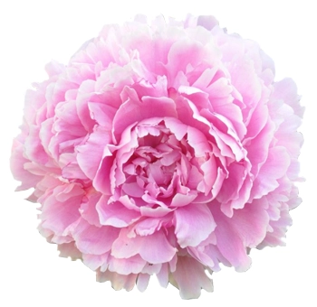 Pink wedding flowers in bulk with roses and ranunculus for romantic bouquets and floral arrangements.