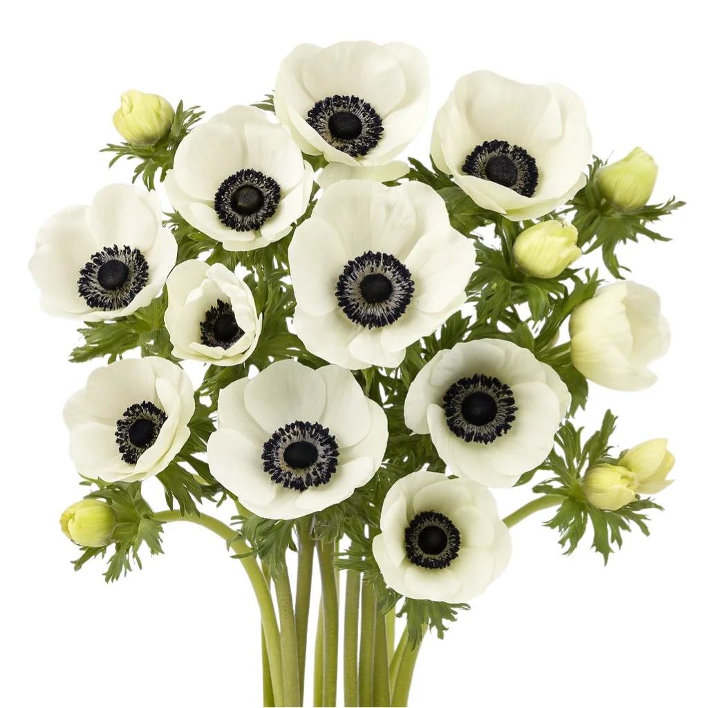 Anemone flowers wholesale bulk wedding flowers, striking blooms for bouquets, centerpieces and arrangements.