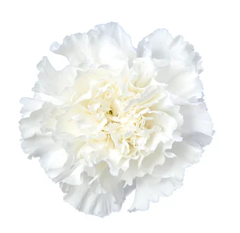 Carnations wholesale bulk flowers for weddings and events, long lasting blooms for bouquets and centerpieces.