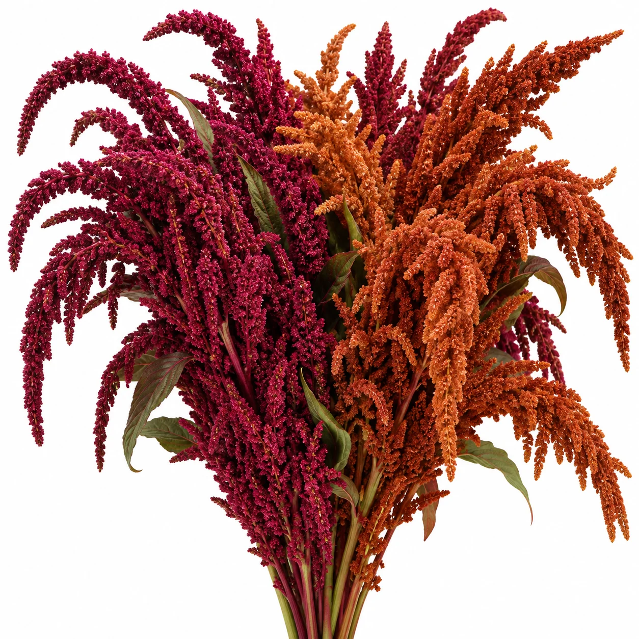 Fresh wholesale burgundy and bronze amaranthus stems by WholeBlossoms