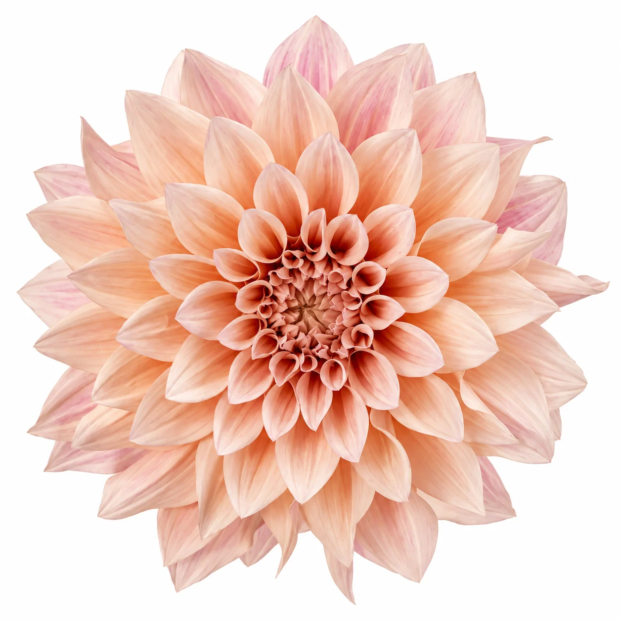 Fresh wholesale cafe au lait dahlia bloom for weddings by WholeBlossoms