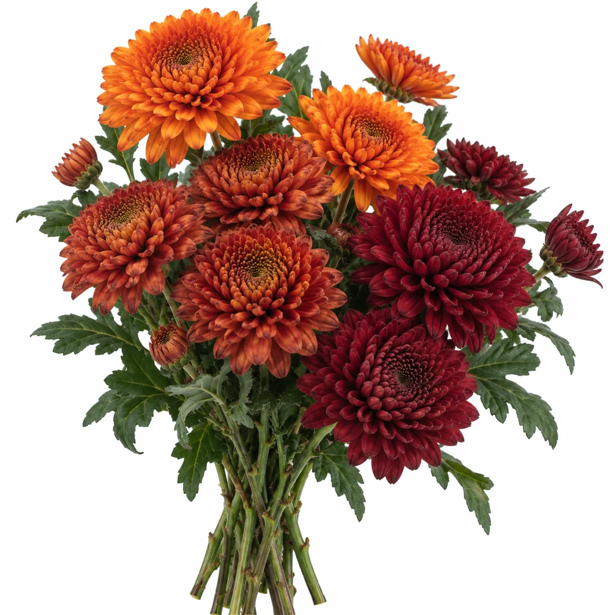 Fresh bulk orange bronze and burgundy cremon mum bouquet by WholeBlossoms