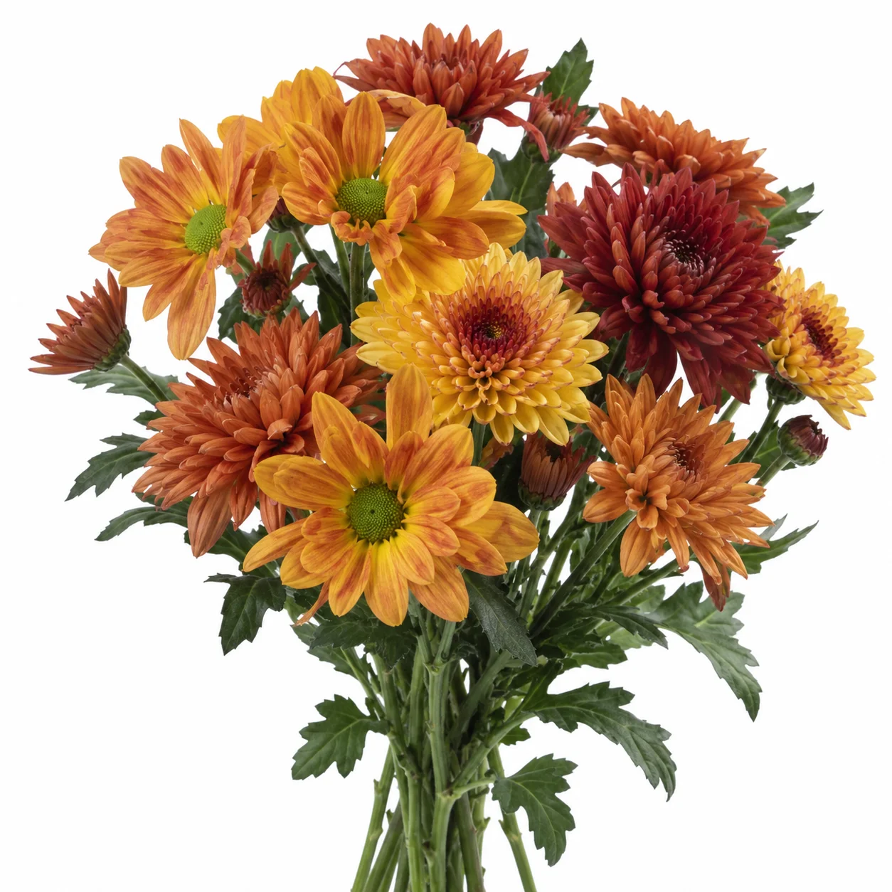 Fresh bulk orange yellow and bronze daisy and cushion poms bouquet by WholeBlossoms
