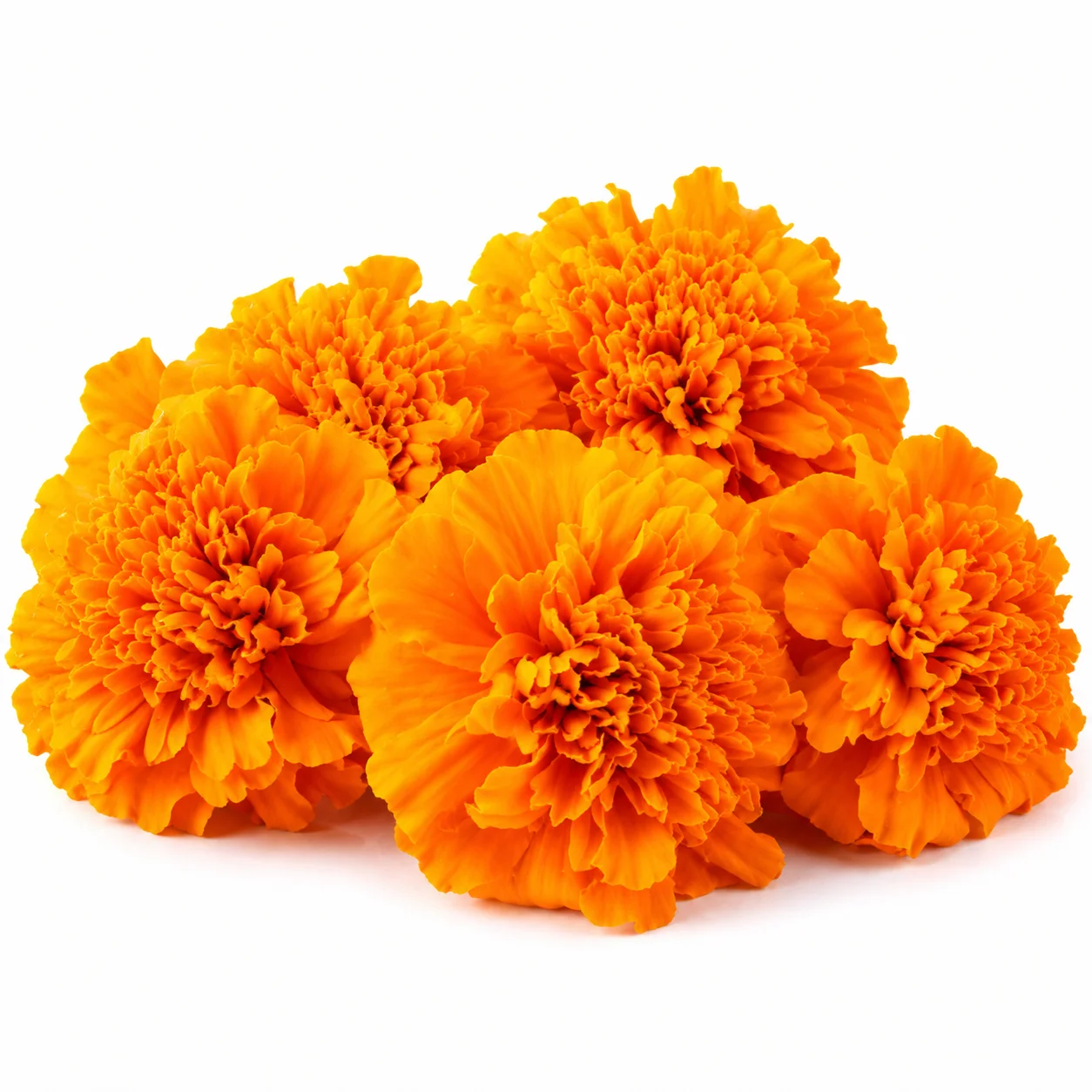 Fresh wholesale orange marigold flowers for event arrangements by WholeBlossoms