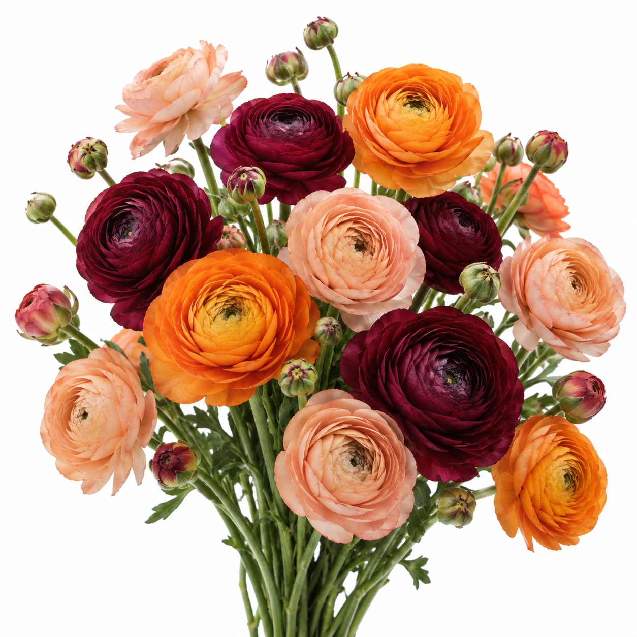 Fresh bulk peach orange and burgundy ranunculus bouquet by WholeBlossoms