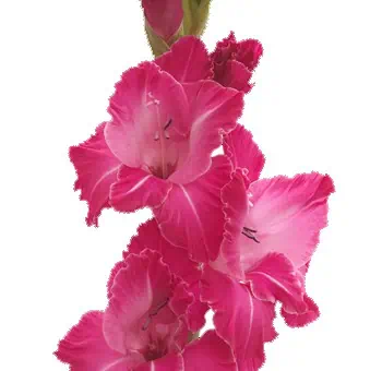 Hot Pink Gladiolus Flower - Next Day Delivery