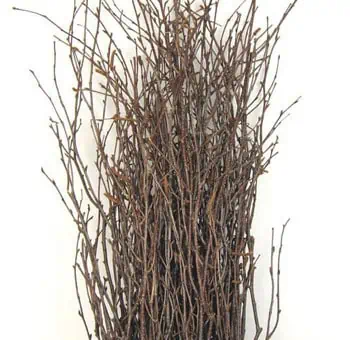 Buy Wholesale Dried Mountain Moss in Bulk - FiftyFlowers