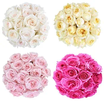 Assorted Growers Choice Garden Roses