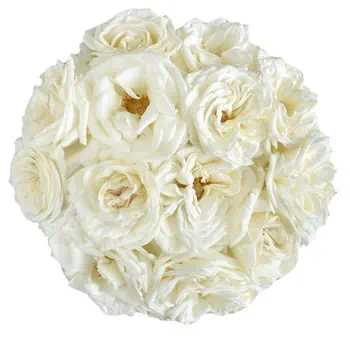 Ivory Cream Spray Roses 100 stems - buy wholesale flowers - JR Roses