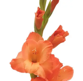 Orange Gladiolus Flower - Next Day Delivery