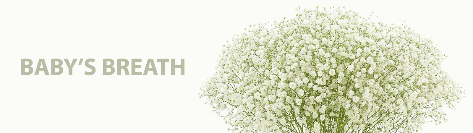 Delicate baby's breath in bulk, elegantly suited for weddings and events, offering a beautiful, airy touch to any floral arrangement from Whole Blossoms.