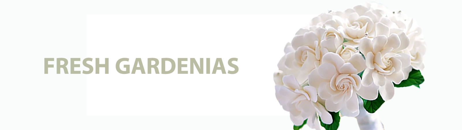 Elegant fresh-cut gardenias with lush green foliage, perfect for weddings, events, and special occasions. Shipped fresh nationwide by Whole Blossoms.