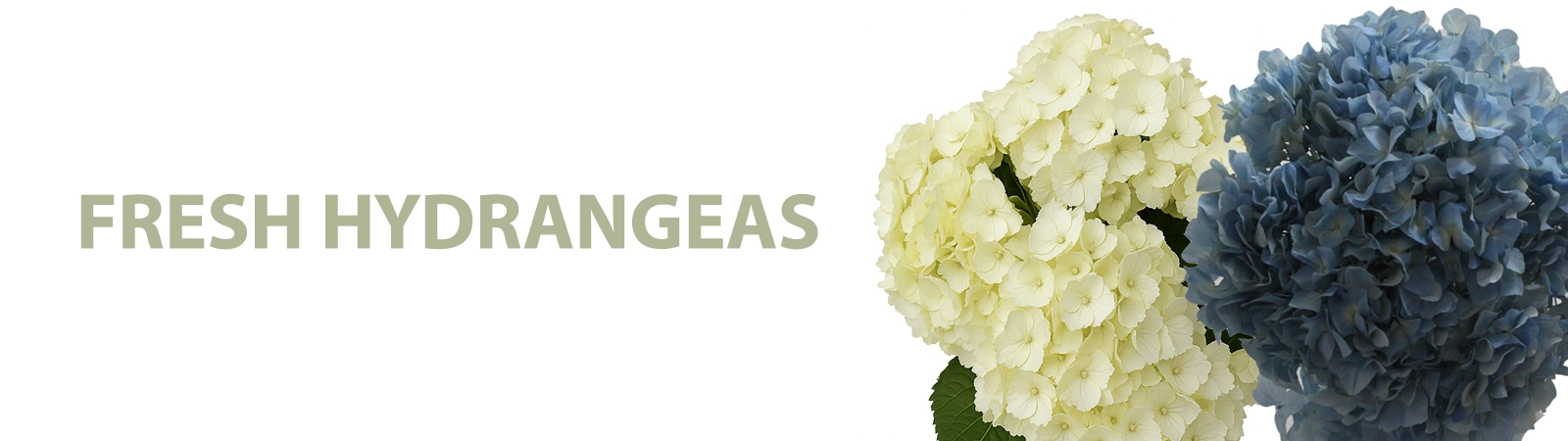 Shop our beautiful hydrangeas at wholesale prices! Ideal for weddings, events, and floral arrangements. Add elegance and charm to your designs!
