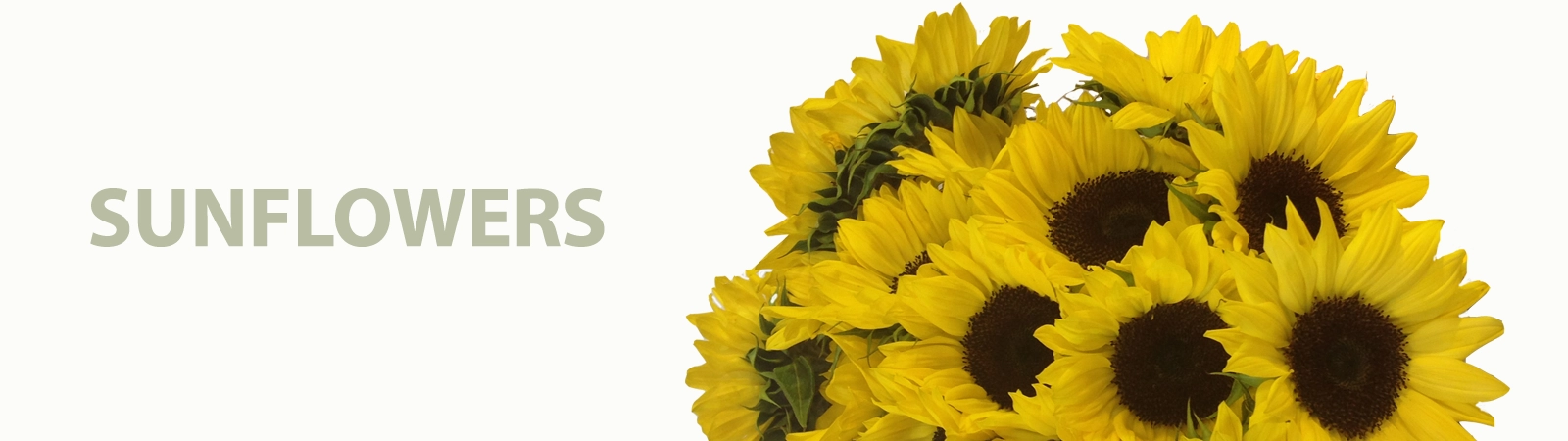 Buy fresh wholesale sunflowers online for weddings, events, and special occasions. Shop now at Whole Blossoms for premium stems shipped farm-direct.