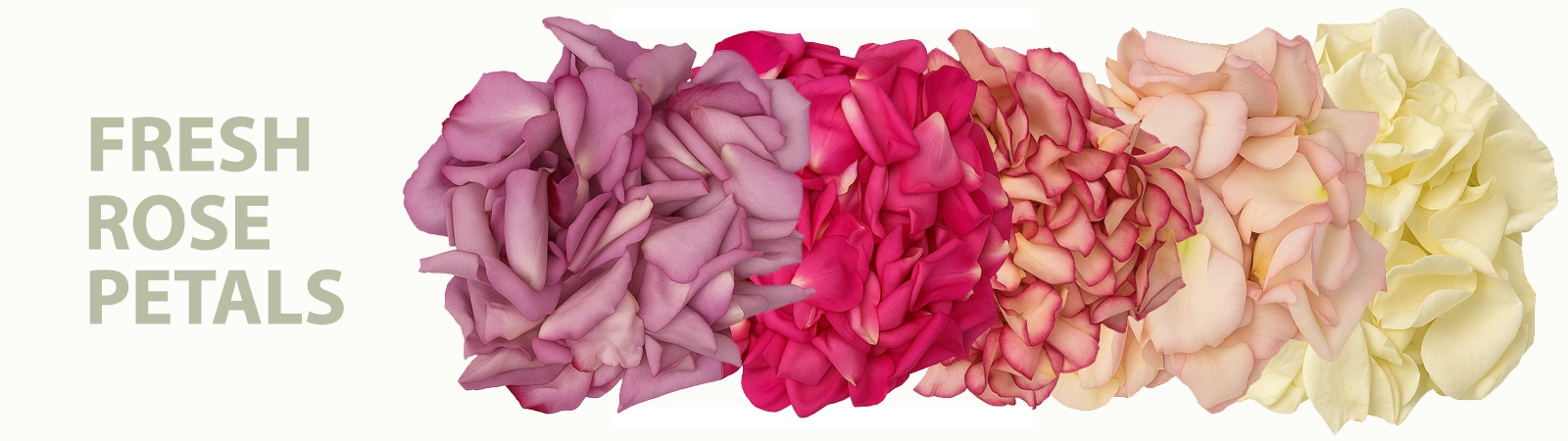 Shop fresh rose petals in vibrant colors for weddings, events, and special moments. Premium quality petals delivered by Whole Blossoms near you.