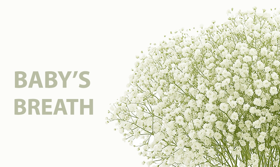 Delicate baby's breath in bulk, elegantly suited for weddings and events, offering a beautiful, airy touch to any floral arrangement from Whole Blossoms.