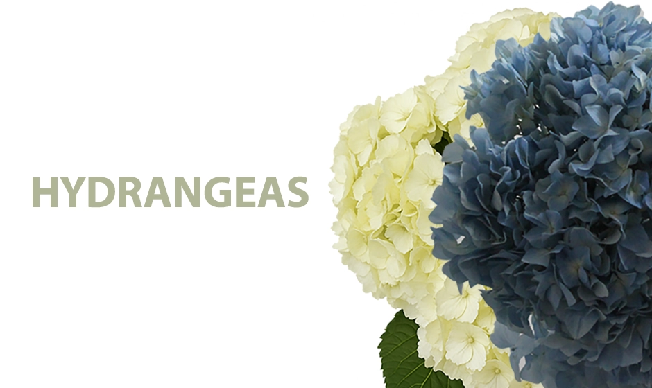 Shop our beautiful hydrangeas at wholesale prices! Ideal for weddings, events, and floral arrangements. Add elegance and charm to your designs!