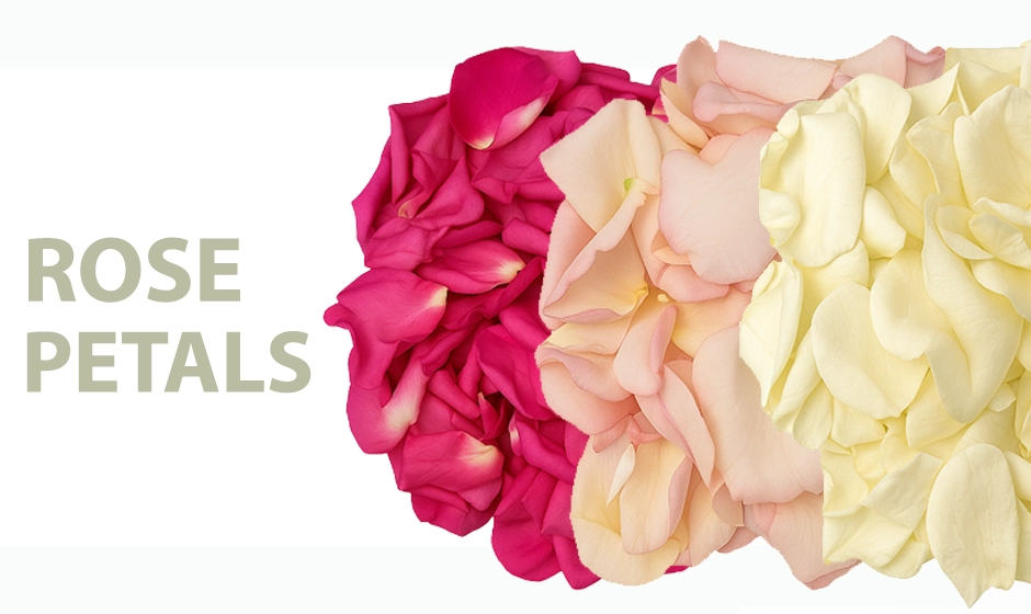 Shop fresh rose petals in vibrant colors for weddings, events, and special moments. Premium quality petals delivered by Whole Blossoms near you.