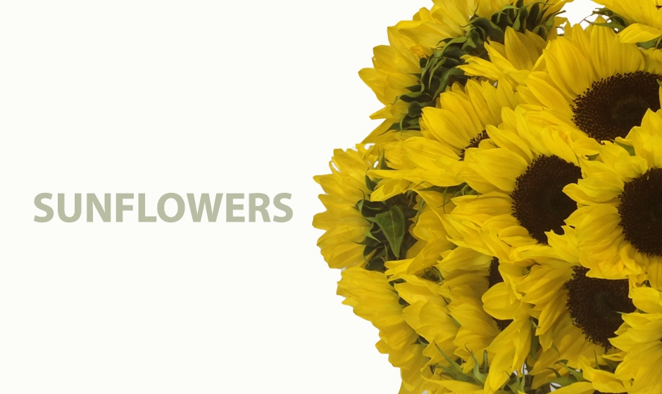 Buy fresh wholesale sunflowers online for weddings, events, and special occasions. Shop now at Whole Blossoms for premium stems shipped farm-direct.