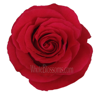 Single Altamira Red Rose – vibrant red bloom with velvety petals, available in bulk for weddings and special events from Whole Blossoms.
