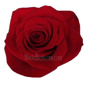 A close-up of a fully bloomed Black Magic Red Rose, revealing its tightly packed velvety red petals in an exquisite, symmetrical pattern.