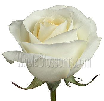 Blizzard White Roses with creamy white velvety petals, perfect for weddings, christenings, and elegant floral arrangements that radiate timeless beauty.
