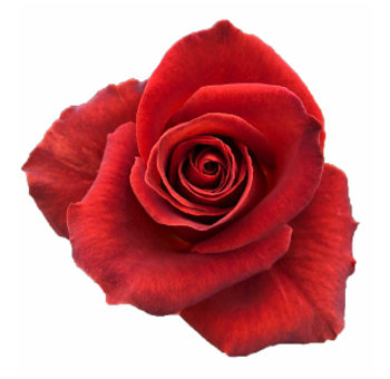 Café Del Mar Red Rose with deep velvety red petals, perfect for weddings, Valentine’s Day, and luxury floral designs, exuding timeless elegance and romance.