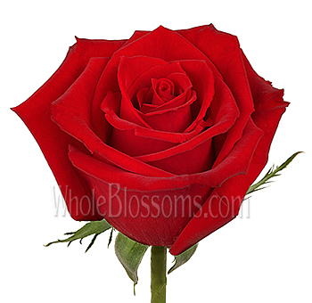 Single Charlotte red rose in perfect bloom, showcasing velvety red petals with a bright green stem and sepals.