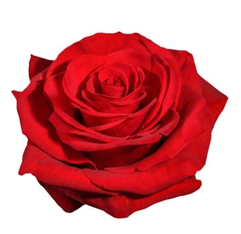 Cupido Red Rose with true red velvety petals, perfect for weddings, romantic events, and elegant bulk floral arrangements.