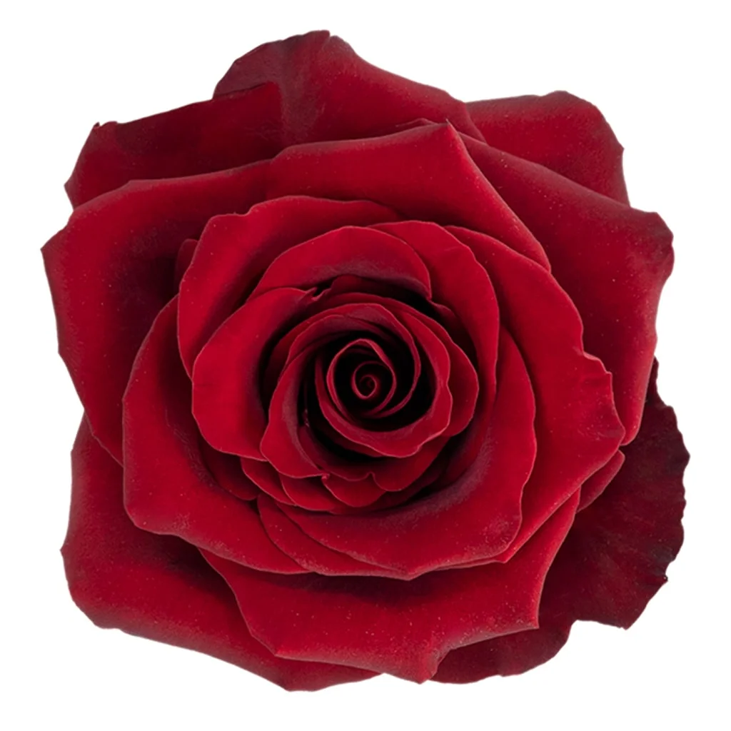 Explorer Red Biological Rose with velvety red petals and perfect blooms, ideal for weddings, anniversaries, Valentine’s Day, and romantic floral arrangements.