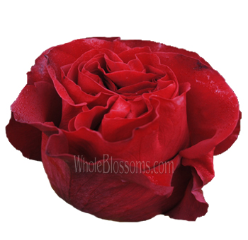 Hearts Red Rose with velvety crimson petals and ruffled blooms, perfect for weddings, romantic occasions, and luxurious floral arrangements.