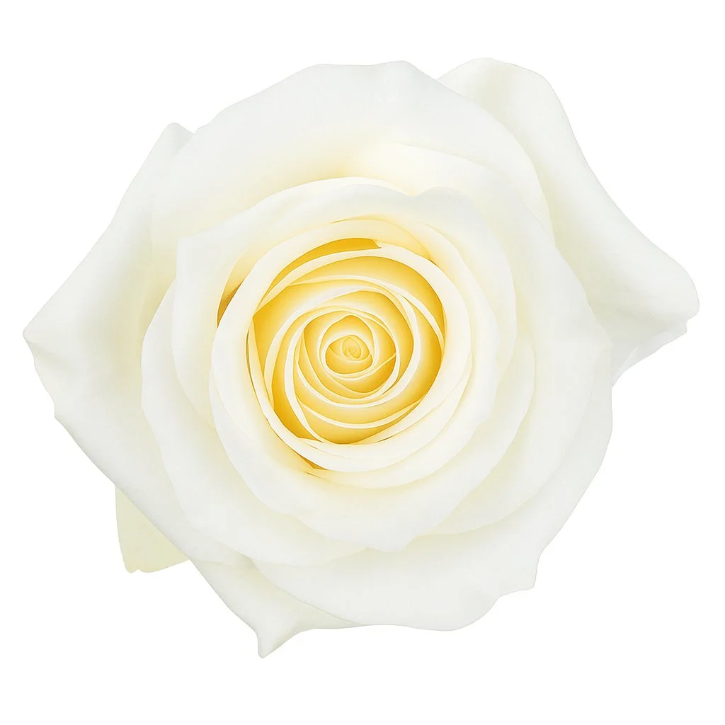 Close-up of a Polar Star White Rose bloom with soft, velvety petals, ideal for classic wedding bouquets and luxury flower designs.