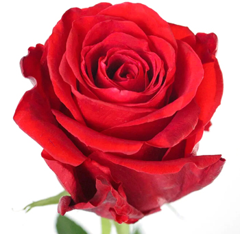 Devotion Red Rose with velvety petals and classic red hue, perfect for weddings, romantic events, and timeless floral displays.