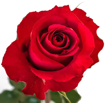 Merlot Red Rose with rich crimson petals and a gently ruffled bloom, perfect for weddings, romantic occasions, and luxurious floral arrangements.