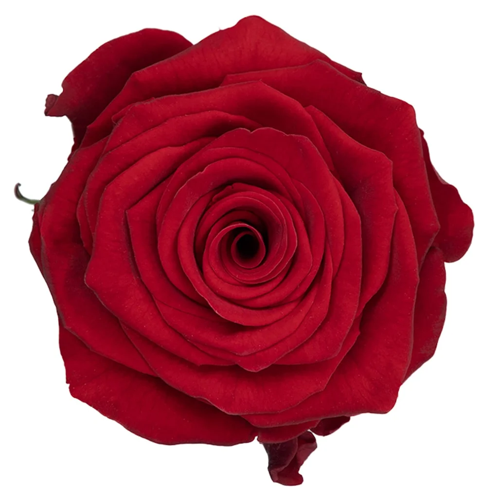 Radiant Red Roses with deep red petals and layered blooms, perfect for romantic occasions, elegant events, and stunning floral arrangements.
