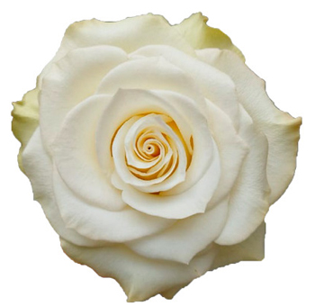 Guiliana White Roses with pristine white petals and a soft ivory center, perfect for weddings, formal events, and sophisticated floral arrangements.