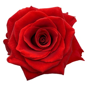 Royal Explorer Red Rose with velvety crimson petals and symmetrical blooms, perfect for weddings, anniversaries, and luxurious floral arrangements.