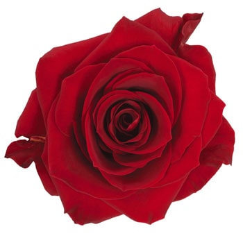 Scarlatta Red Rose with bold crimson petals and a ruffled bloom, perfect for weddings, romantic celebrations, and luxurious floral arrangements.