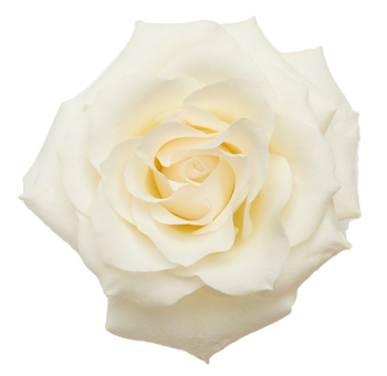 Snow Bliss white roses offer a snowy, pristine touch, perfect for winter weddings, clean event aesthetics, and serene bouquets.