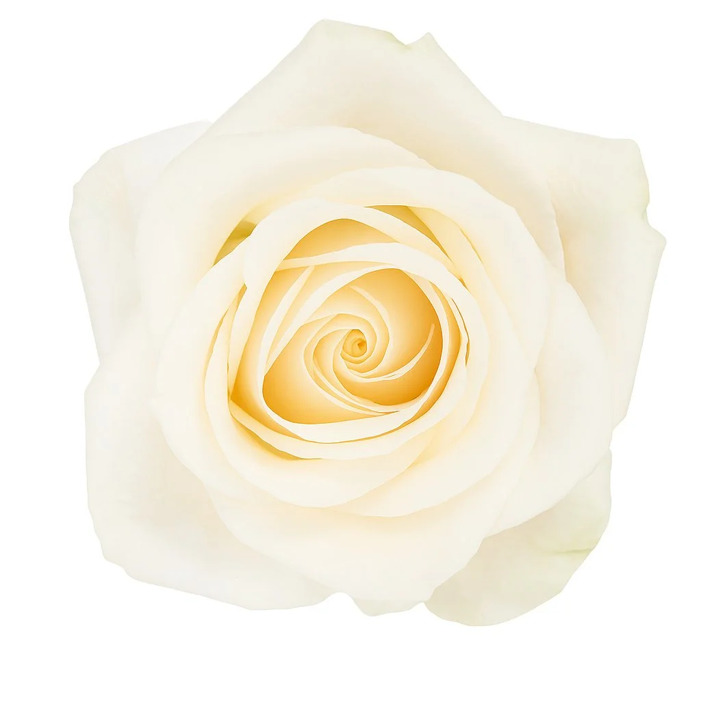 An exquisite Vendela ivory rose in full bloom, showcasing its delicate petals for elegant floral arrangements.