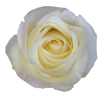 Creamy white chocolate roses offer luxurious softness, perfect for elegant weddings, gifts, or floral styling.