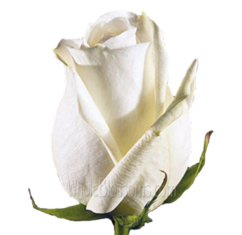 Elegant Polo cream white roses exude timeless beauty, designed for weddings, floral arrangements, or premium gifts.
