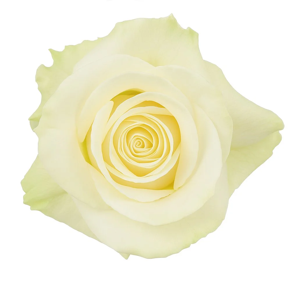 A detailed close-up of a Mondial White Rose in full bloom, showcasing its velvety white petals and elegant spiral formation.
