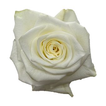 Close-up of Highlight White Rose with pristine white petals and creamy undertones, perfect for elegant wedding arrangements and floral décor.