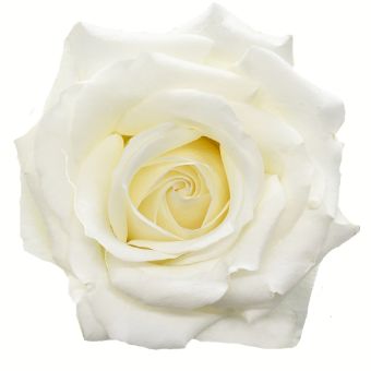 Inocencia White Rose with pristine white petals and a classic bloom shape, perfect for weddings, christenings, and elegant floral arrangements.