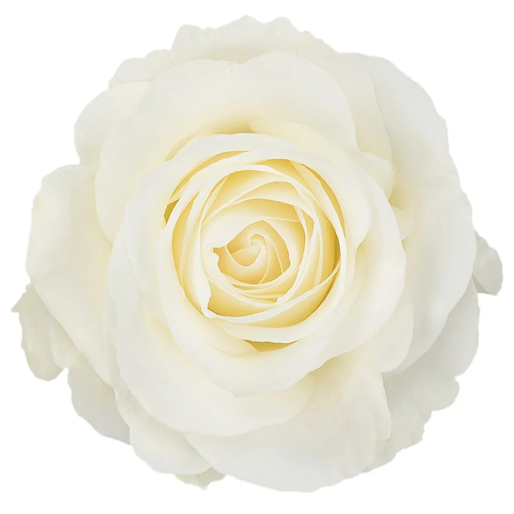 Premium White Tibet Roses sold in bulk, ideal for crafting romantic wedding flowers and elegant arrangements for all occasions.
